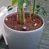 plantenbak